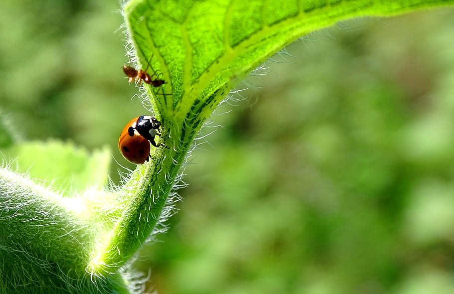 ladybug, ant, insects, macro, nature, in the summer of, invertebrate HD wallpaper