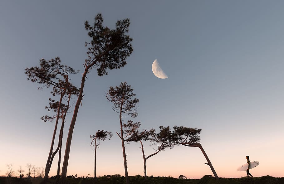 Half Moon and Silhouette of Trees, alone, dawn, grass, landscape HD wallpaper