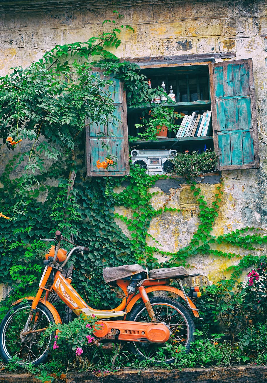 bike, windows, bicycle, transportation, plant, architecture HD wallpaper