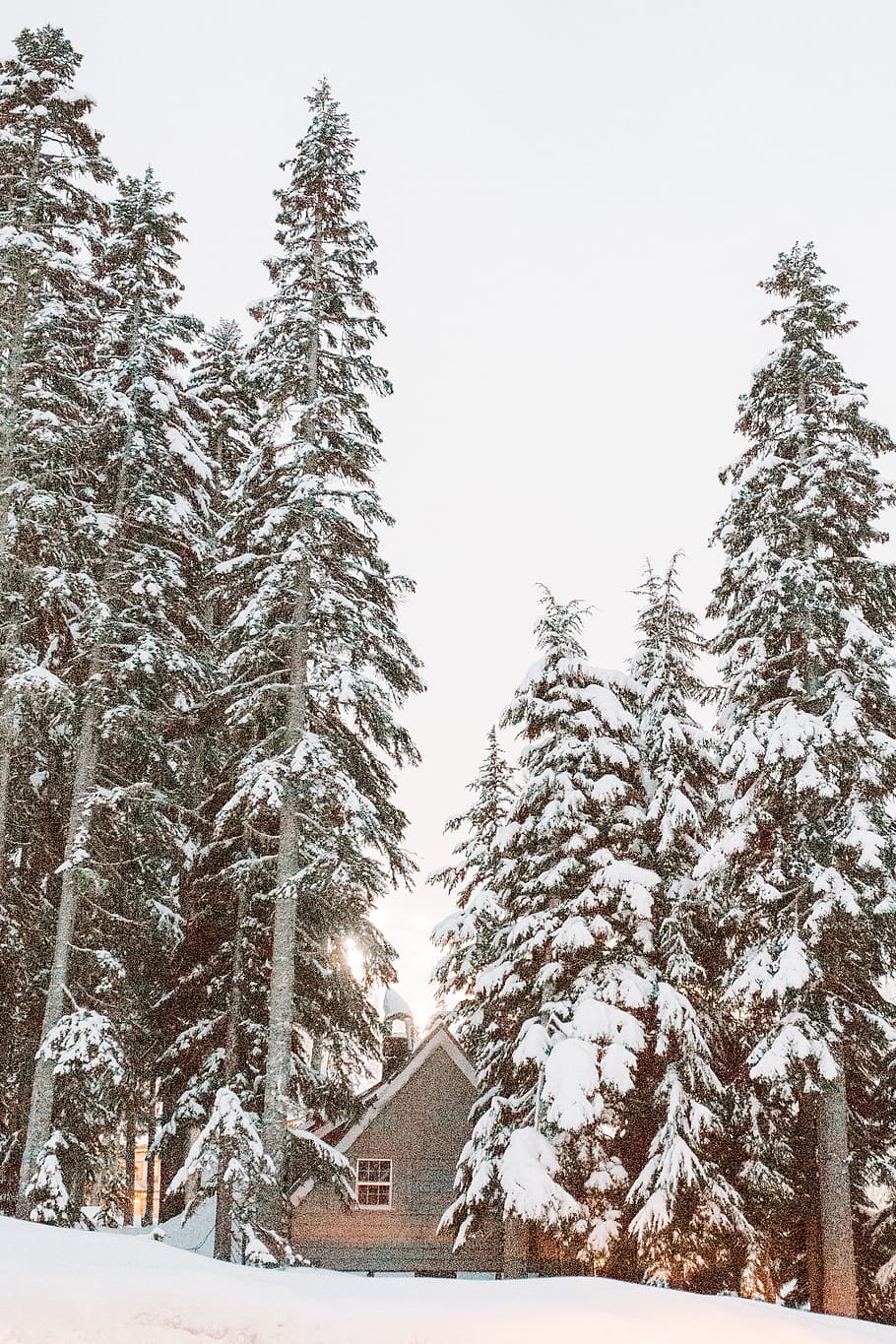 snowy mountain and pine tree, winter, cold temperature, plant HD wallpaper