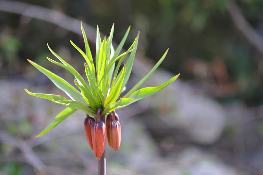 fritillaria, the imperial state crown, flower, almost, color, HD wallpaper