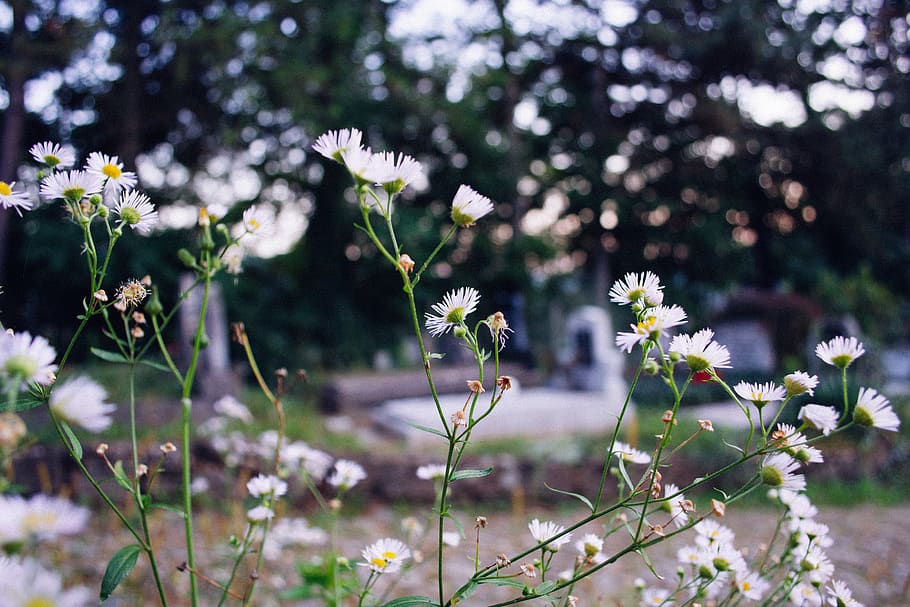 Closeup Photography of White Clustered Flowers, bloom, blooming HD wallpaper