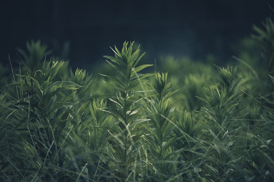 green grasses, growth, plant, green color, field, beauty in nature HD wallpaper