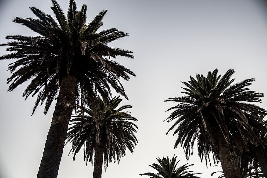green-leafed tree, plant, arecaceae, palm tree, light, wall, architecture HD wallpaper