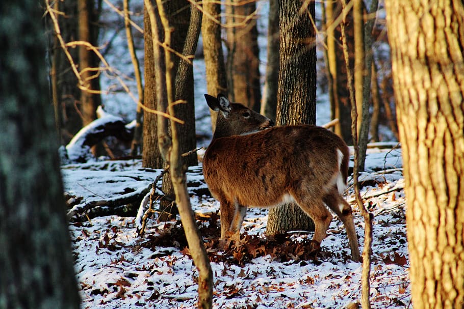 trees, whitetail deer, animal, animal themes, snow, winter HD wallpaper