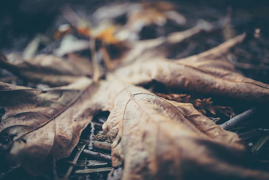leaf, fall, background, blur, maple, leave, macro, close up HD wallpaper
