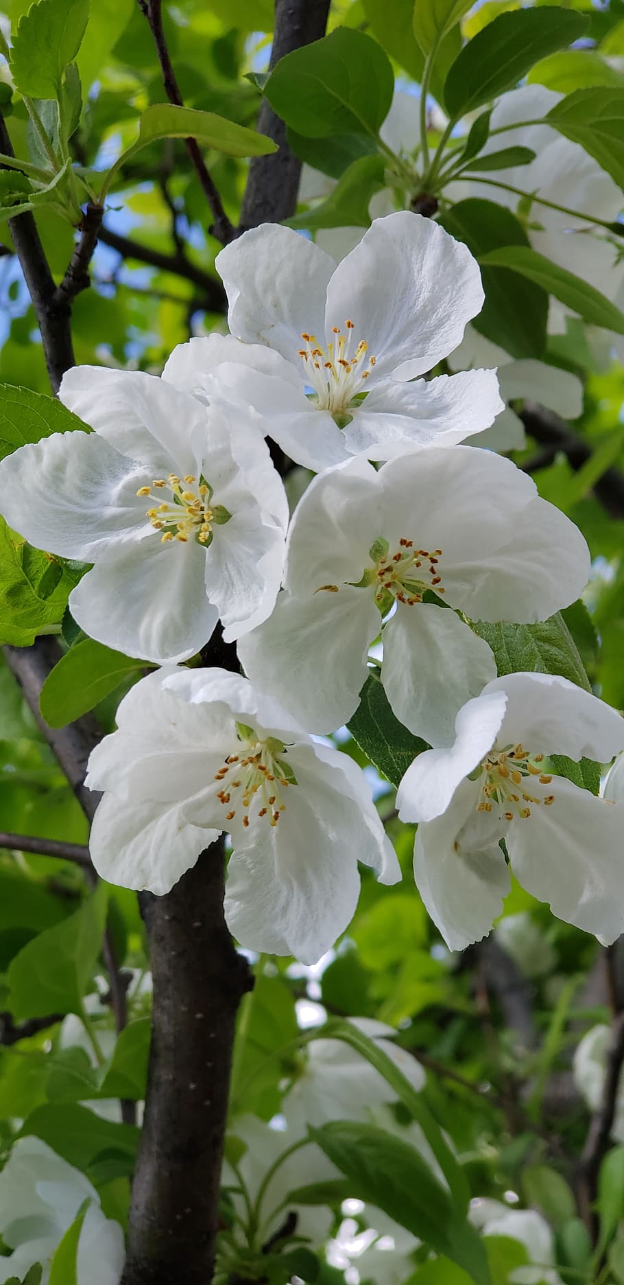 flower, summer, nature, blossom, spring, flora, petals, white HD wallpaper