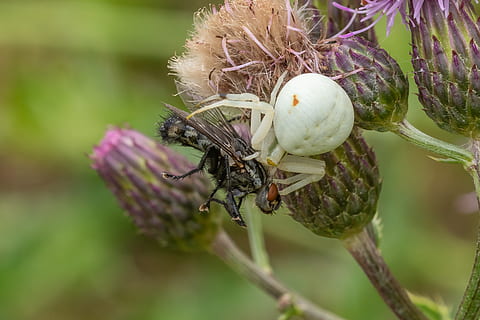 dorsata, spider, fly, prey, close up, eat, hunting, macro, hunter HD wallpaper
