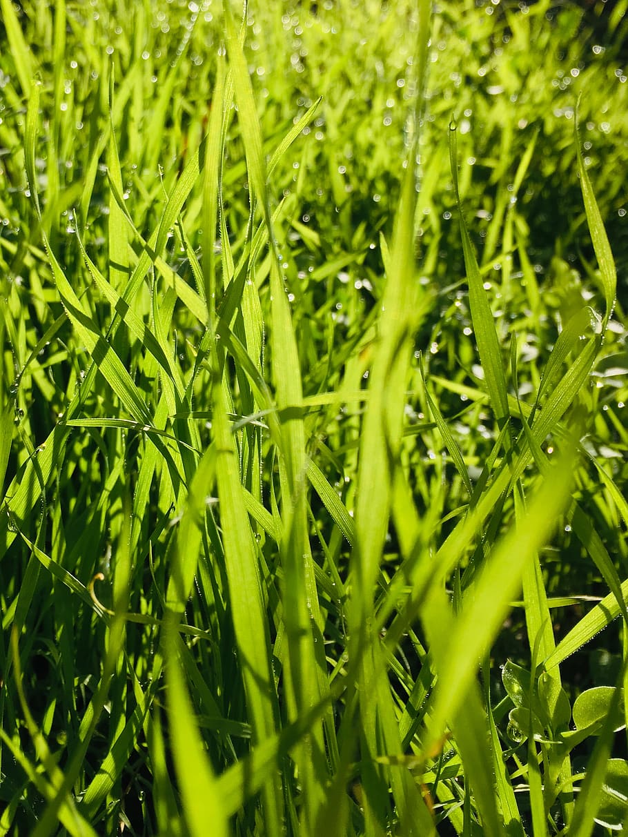 grass, green, background, pattern, texture, wallpaper, morning HD wallpaper