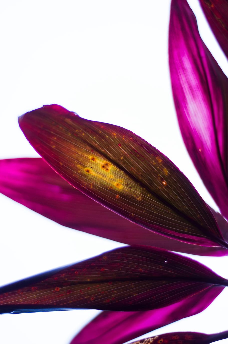 studio shot, close-up, white background, no people, plant, flower HD wallpaper