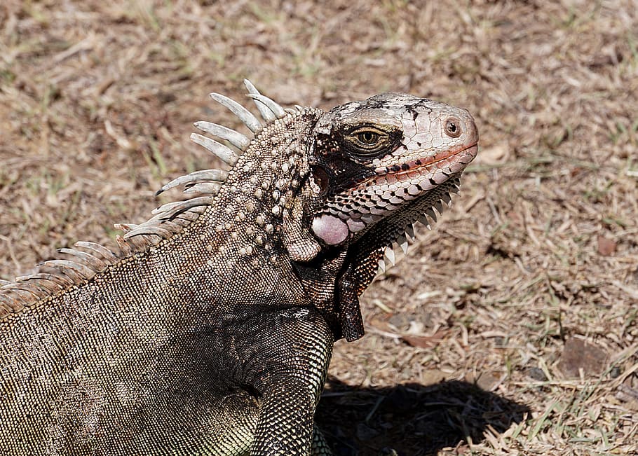 brown iguana on brown grass, animal, animal themes, lizard, reptile HD wallpaper