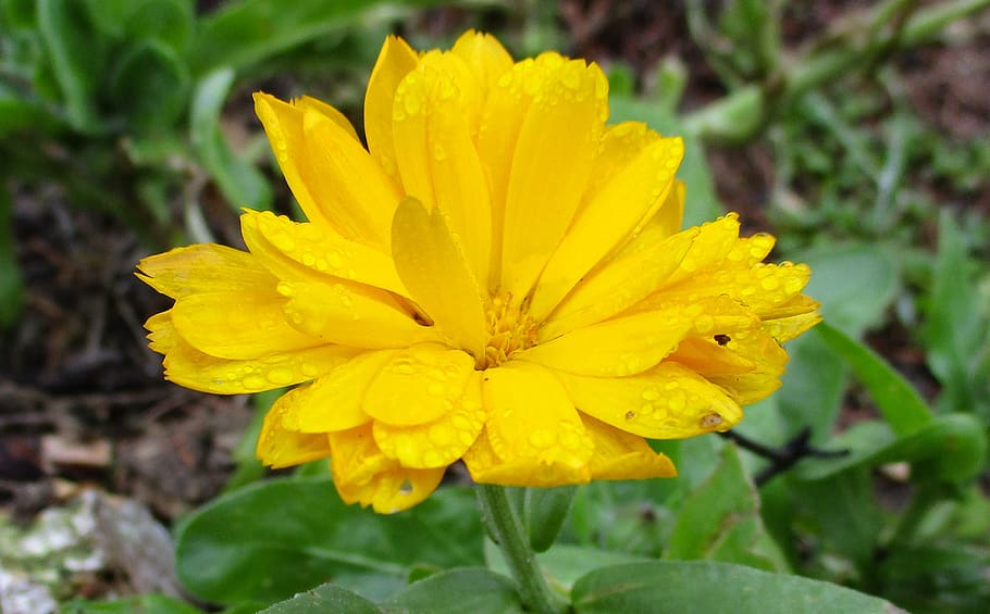 flower, dew, nature, macro, flora, scent, petals, beauty, yellow HD wallpaper