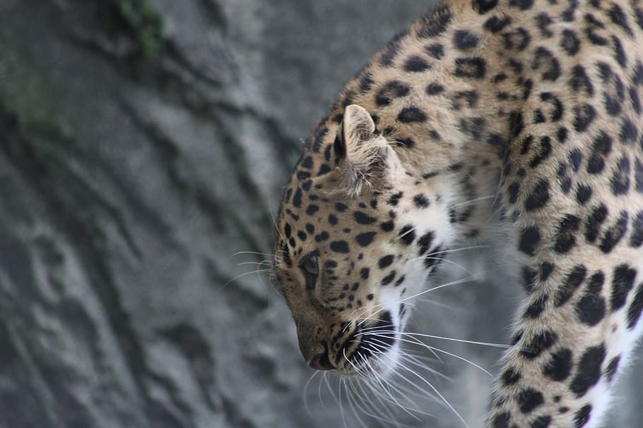 leopard, large, cat, predator, wildcat, one animal, feline HD wallpaper