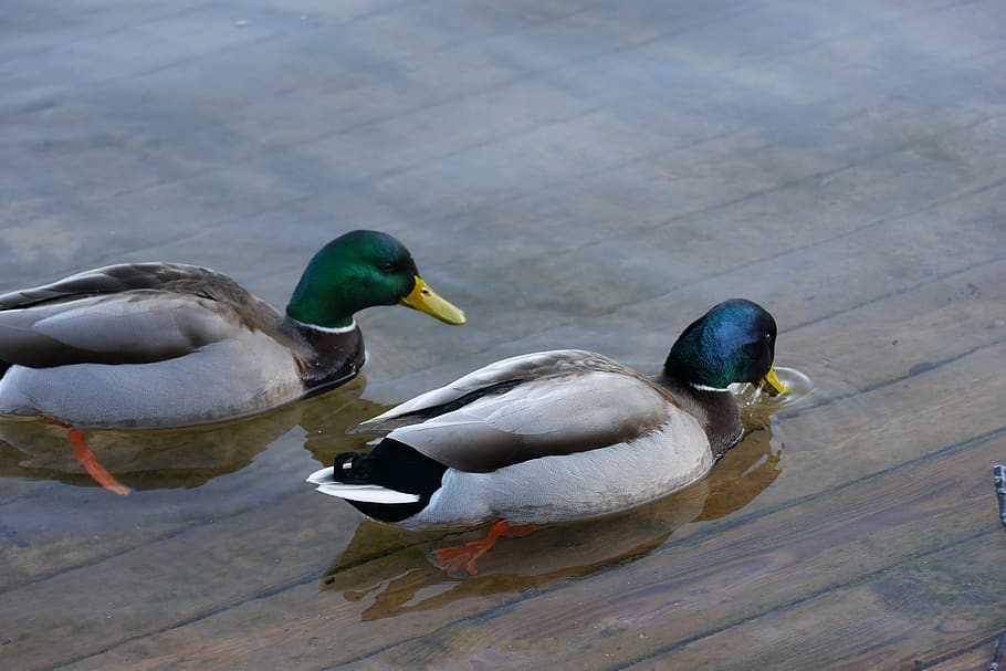 HD wallpaper: slovenia, bled, lake, ducks, bird, animal themes, animals ...