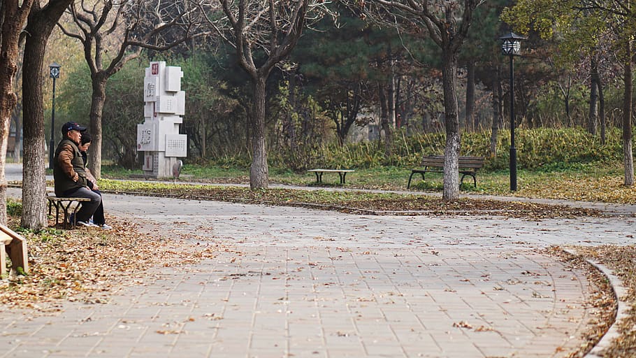 forest, tree, people, old, love, park, one person, real people HD wallpaper
