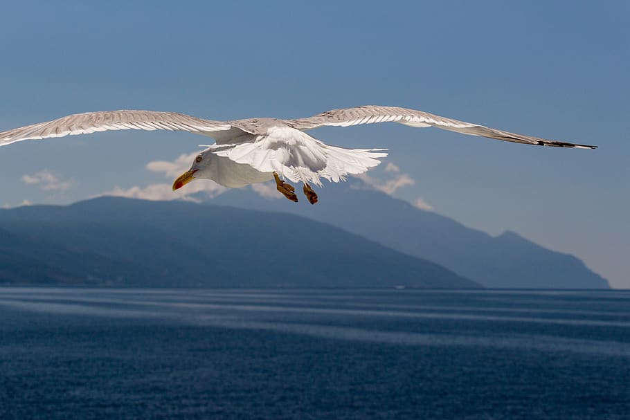 seagull, flying, in flight, bird, wildlife, nature, wings, seabird HD wallpaper