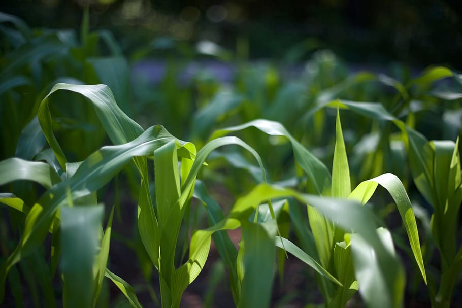 Selective Focus Photography of Green Corn Fields, plants, growth HD wallpaper