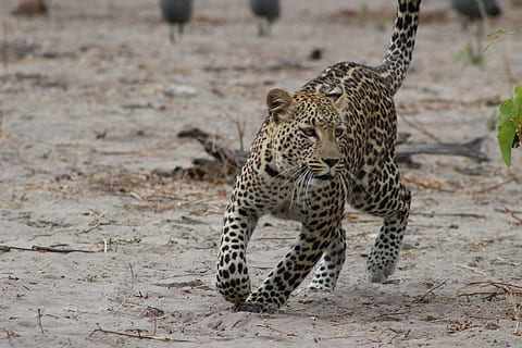 brown leopard, wildlife, animal, bird, jaguar, panther, mammal HD wallpaper