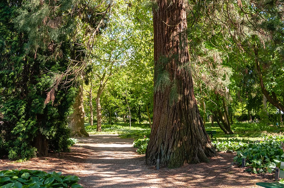 tree, plant, tree trunk, path, garden, outdoors, arbour, trail HD wallpaper