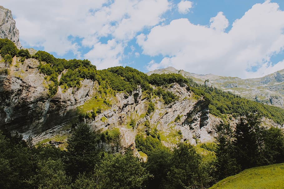 mountain covered in tres, nature, outdoors, plant, tree, abies HD wallpaper