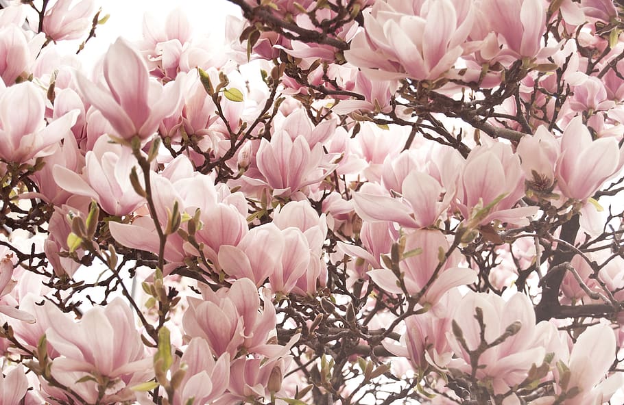 germany, münster, blossom, bloom, tree, magnolia, spring, pink HD wallpaper