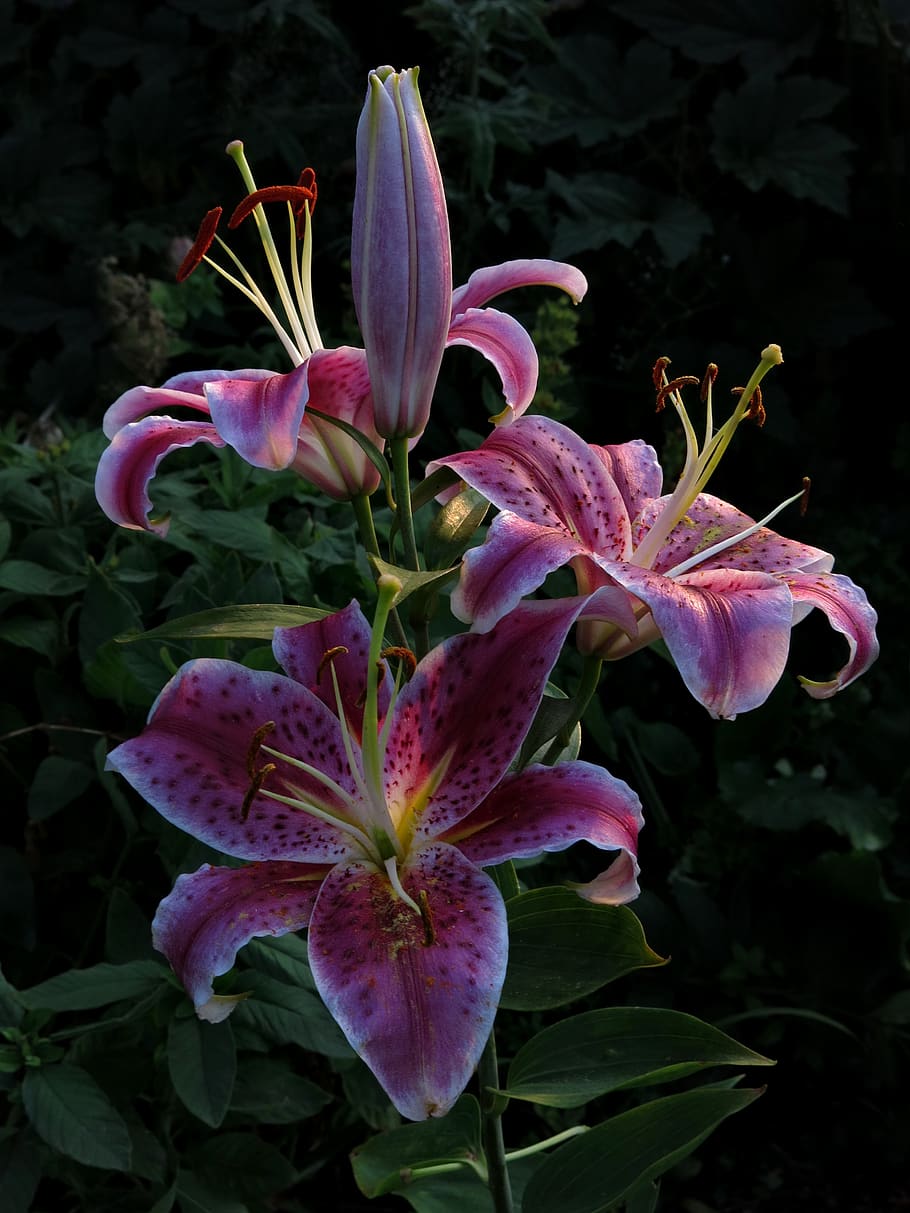 Stargazer lilies 1080P, 2K, 4K, 5K HD wallpapers free download.