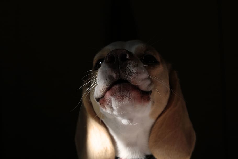 love, life, puppy, grumpy, beagle, morning sun, barking, animal themes HD wallpaper