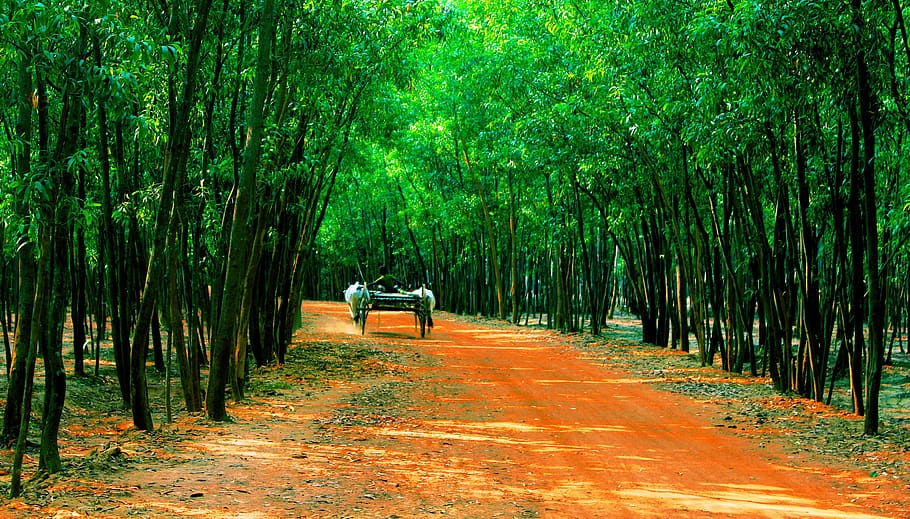 india, bardhaman, forest, road, village, nature, escape, life, HD wallpaper