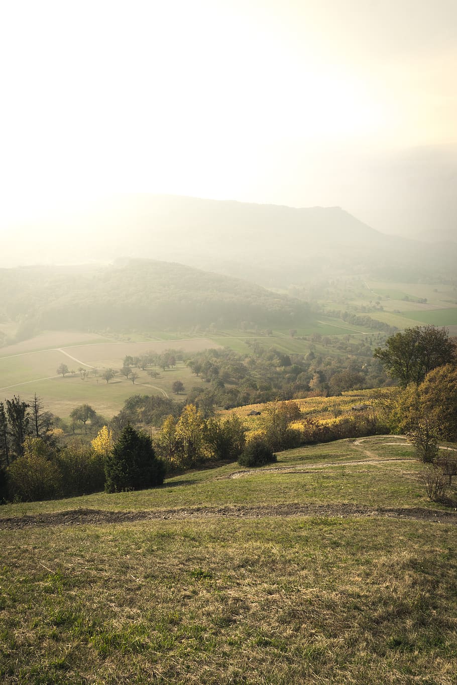 tree, trees, forest, green, brown, unsplash, unsplash book HD wallpaper
