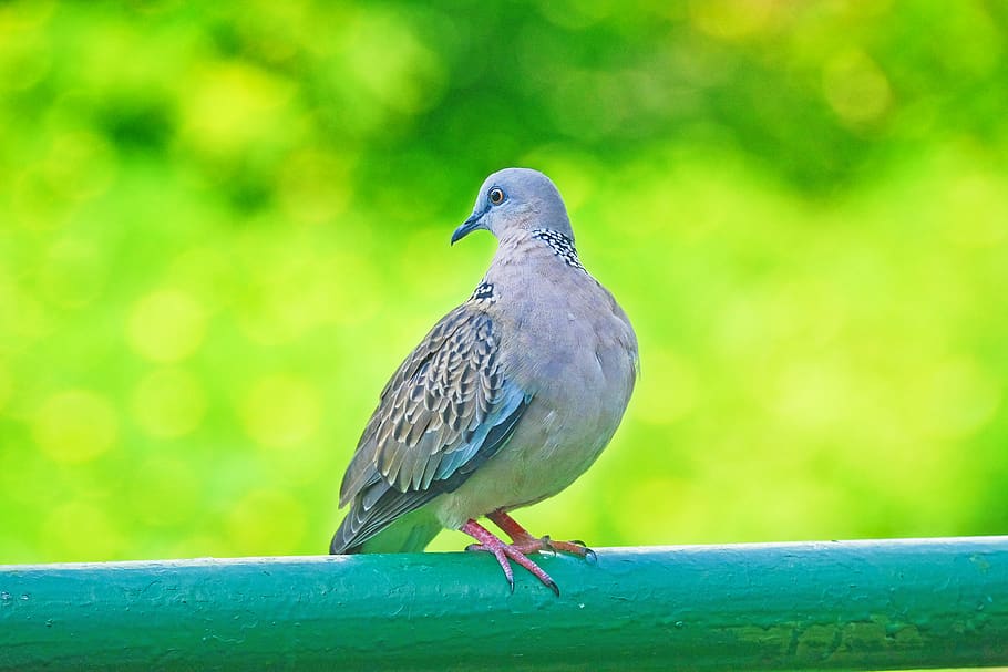 animal wildlife, bird, animals in the wild, vertebrate, one animal HD wallpaper