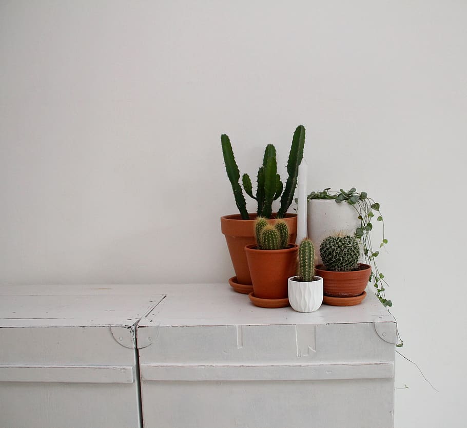 style, cactus, plants, potted plant, growth, indoors, no people HD wallpaper