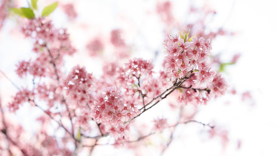 pink cherry blossom tree, flower, flowering plant, pink color HD wallpaper