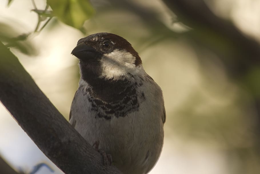 bird, tree, green, brown, animal, vertebrate, one animal, animal themes HD wallpaper