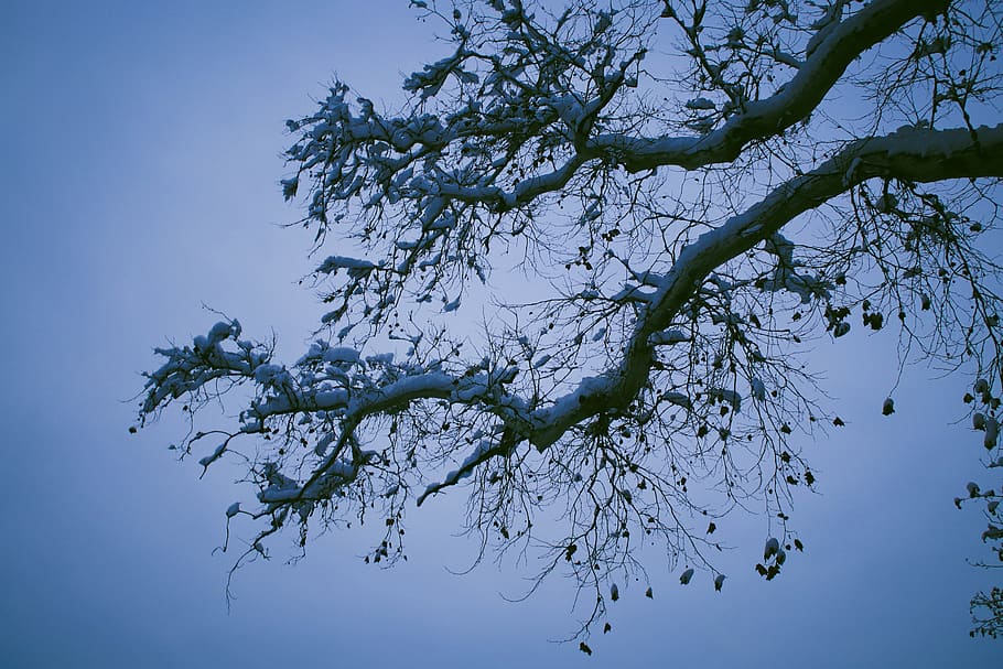 plant, tree, tree trunk, silhouette, animal, bird, oak, leaf HD wallpaper