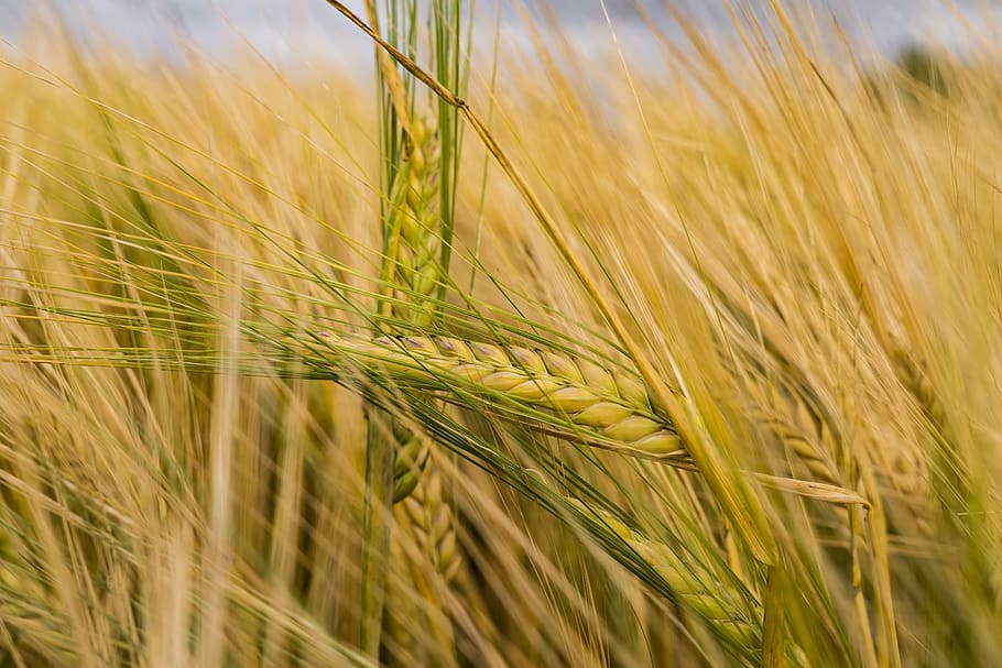 Close Photo Of Paddy Plant, arable, cereals, corn, cornfield HD wallpaper