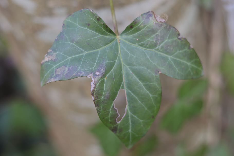 ivy, decay, leaf, winter, tree, plant part, close-up, green color HD wallpaper