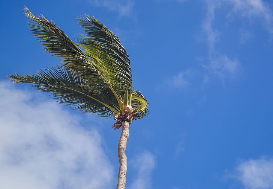 Coconut Tree Under White Clouds at Daytime, beach, blue sky, daylight HD wallpaper