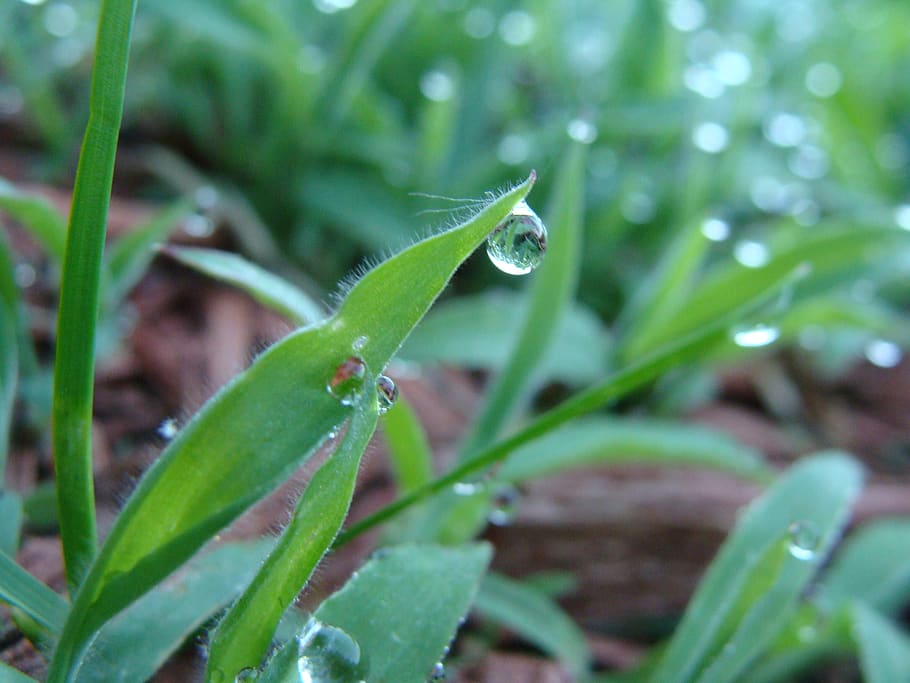 grass, morning, dew, drops, water, rain, green, nature, outdoors HD wallpaper