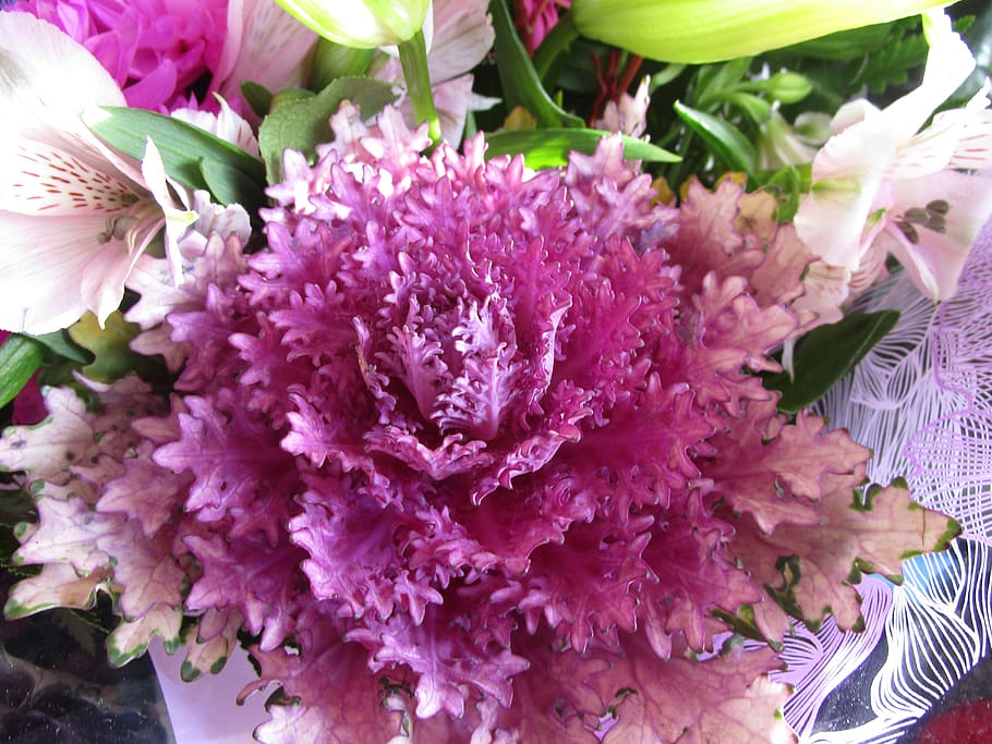 purple, plant, flower, flowering plant, freshness, fragility HD wallpaper