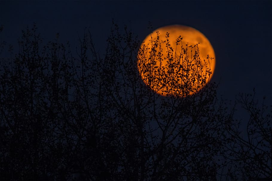 moon, circle, round, dark, night, sky, tree, silhouette, nature HD wallpaper