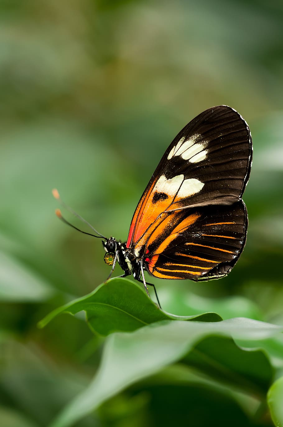 Orange White and Black Butterfly on Green Leaf, heliconius, insect HD wallpaper