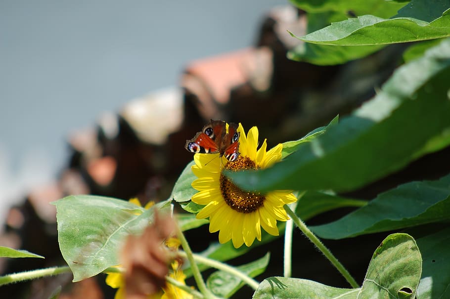 butterfly, flowers, insect, plant part, leaf, animal themes HD wallpaper