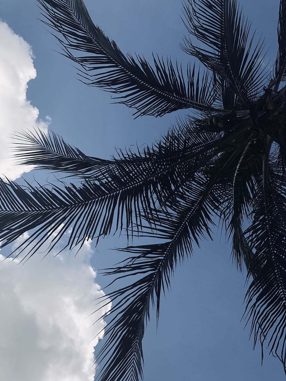 mexico, sky, blue sky, clouds, summer, tropical, tree, nature HD wallpaper
