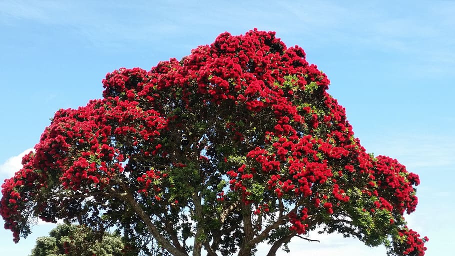 Red and Green Tree Under Blue Sky, beautiful, blooming, branches HD wallpaper