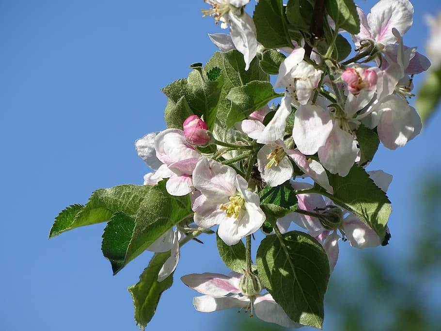 fruit tree, blossom, bloom, spring, nature, branch, close up HD wallpaper