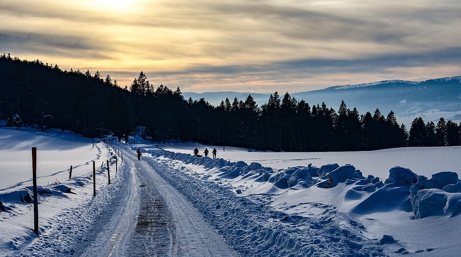 snow, path, walkers, promenade, trees, winter, cold, twilight HD wallpaper