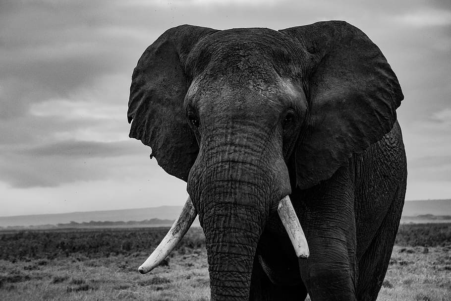 black elephant, animal, animal themes, land, animal wildlife HD wallpaper