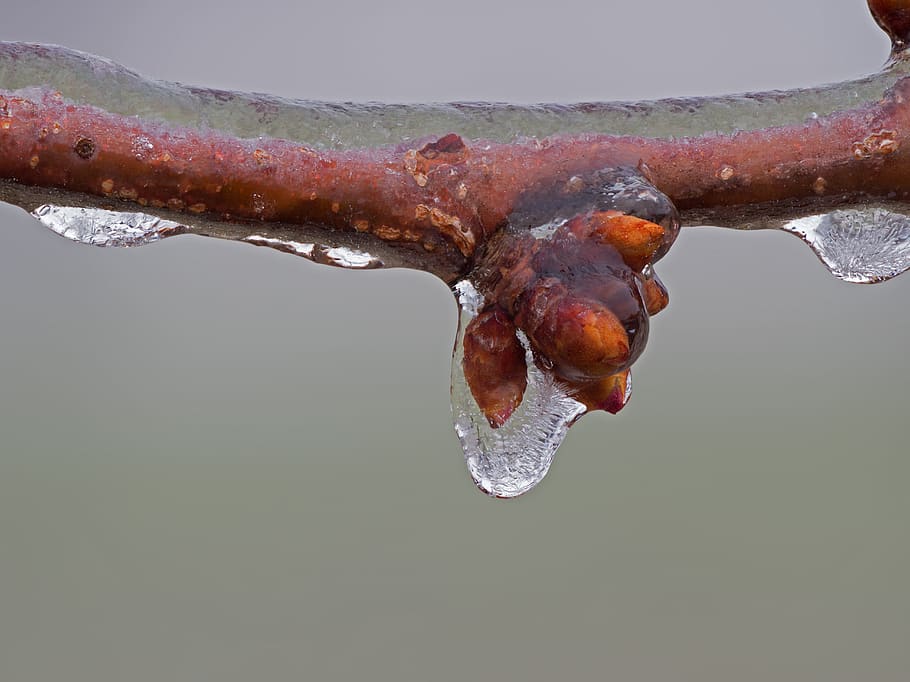 ice, iced, zing rain, bud, frozen, icy, wintry, frosty, cold, HD wallpaper