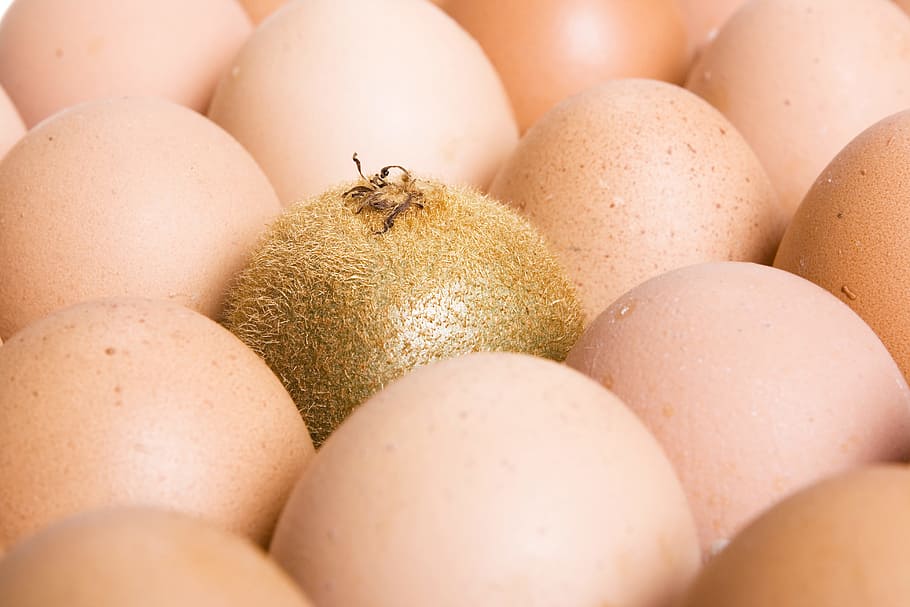 close-up, closeup, diet, dieting, eating, food, fresh, freshness HD wallpaper