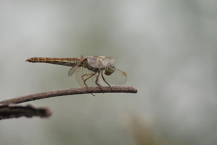 macro, micro, nature, insect, garden, micro-photography, butterfly HD wallpaper